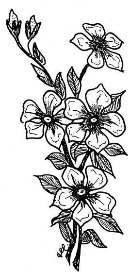 A branch of blooming dogwood or similar flowers with multiple open blossoms and buds, drawn in detailed ink line work